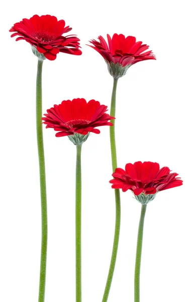 Vertikale rote Gerbera-Blüten mit langem Stiel isoliert über weißem — Stockfoto