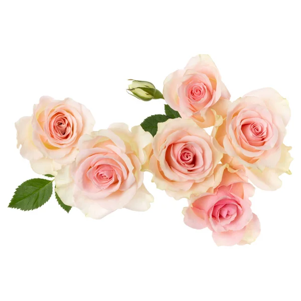 Roses roses isolées sur fond blanc gros plan. Bou fleur rose — Photo