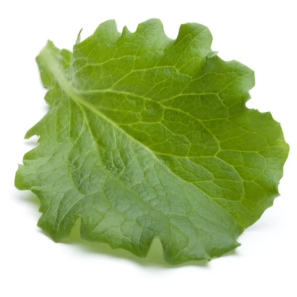 Close up studio shot of fresh green endive salad leaf isolated o — Stock Photo, Image