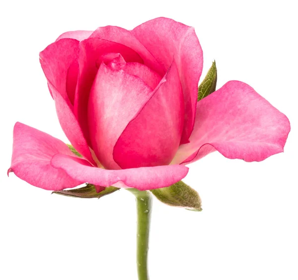 Ένα ροζ τριαντάφυλλο λουλούδι απομονώνονται σε λευκό φόντο cutout — Φωτογραφία Αρχείου