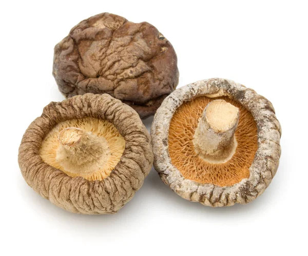 Cogumelo shiitake seco isolado no fundo branco — Fotografia de Stock