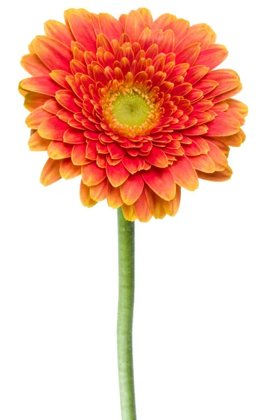 Vertical orange gerbera flower with long stem isolated on white — Stock Photo, Image