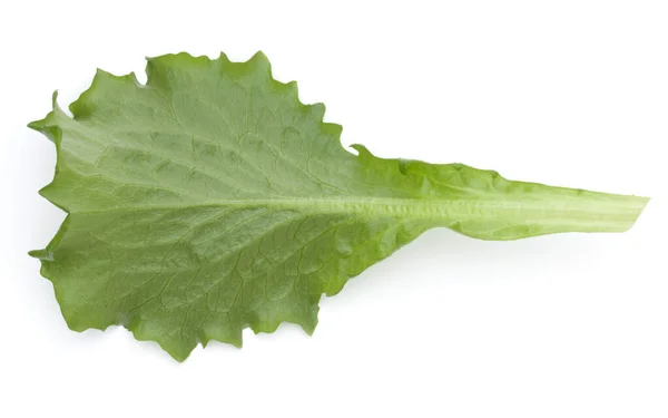Close up estúdio tiro de verde fresco folha de salada de endívia isolado o — Fotografia de Stock