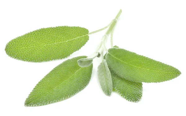 Sage leaves isolated on white background cutout. — Stock Photo, Image