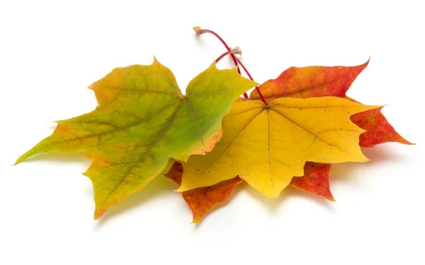 Hoja de arce de otoño colorido aislado sobre fondo blanco — Foto de Stock