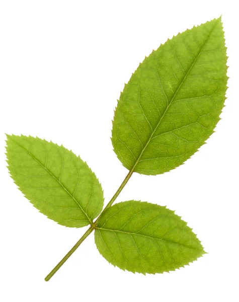 Folha de rosa verde isolada sobre recorte de fundo branco  . — Fotografia de Stock