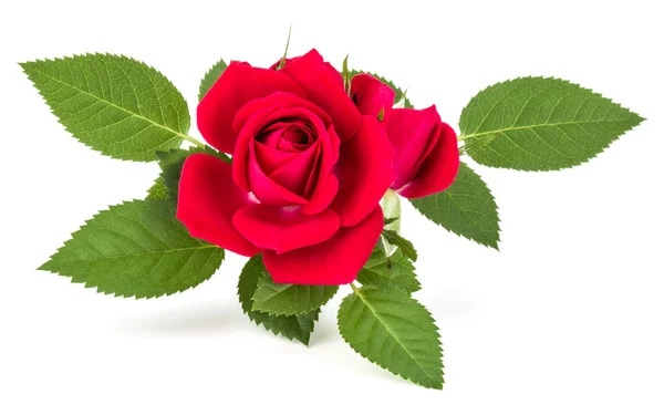Bukiet czerwony kwiat róży na białym tle na białe tło wyłącznik — Zdjęcie stockowe