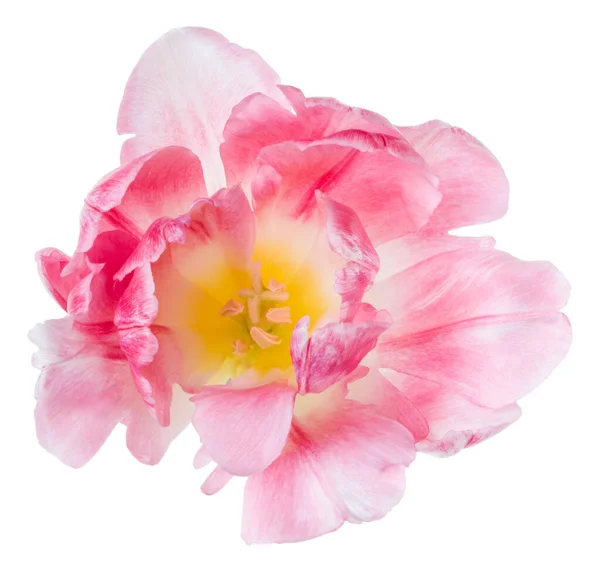 Spring pink tulip flower head isolated on white background close — Stock Photo, Image