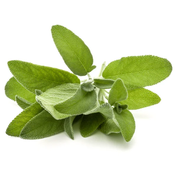 Salvia ört lämnar bukett isolerad på vit bakgrund cutout. — Stockfoto
