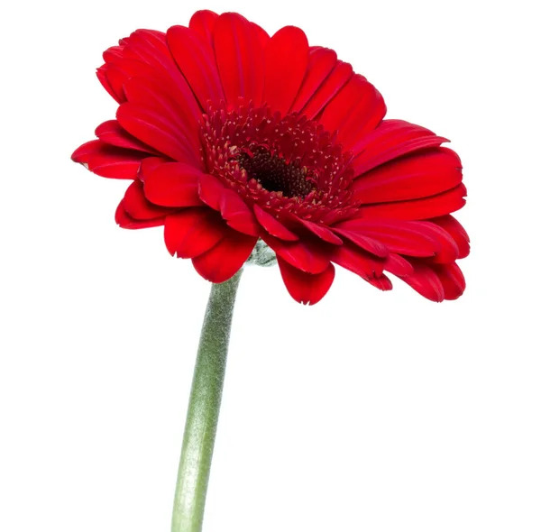 Flor de gerbera vermelha vertical com caule longo isolado em bac branco — Fotografia de Stock