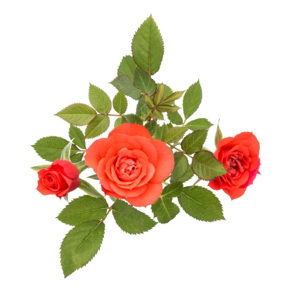 Букет цветов оранжевой розы с зелеными листьями, изолированными на белом b — стоковое фото