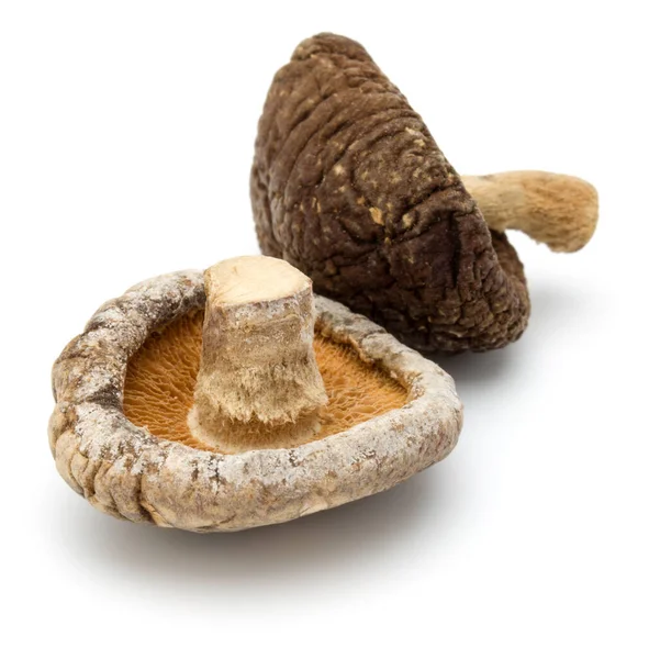 Fungo shiitake essiccato isolato su fondo bianco — Foto Stock