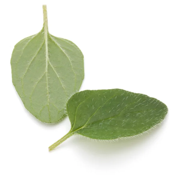 Листья орегано или майорана изолированы на белом фоне. — стоковое фото
