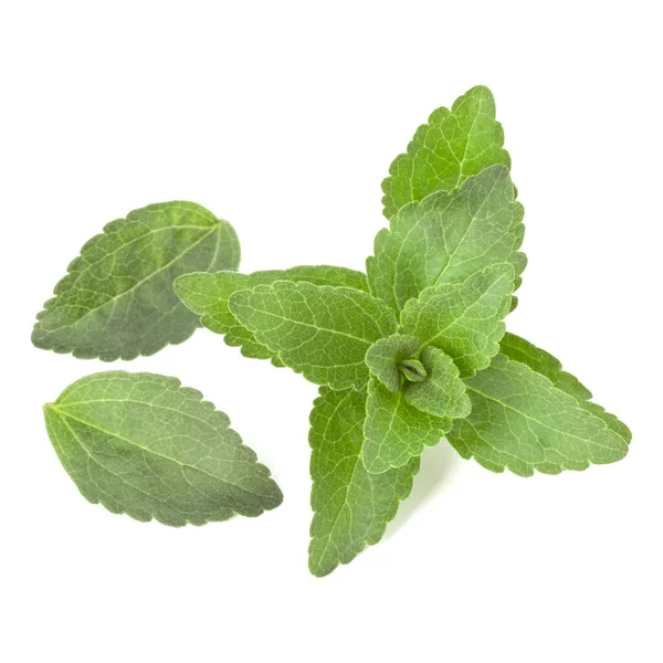 Stevia deixa pedaços isolados om fundo branco cortado . — Fotografia de Stock