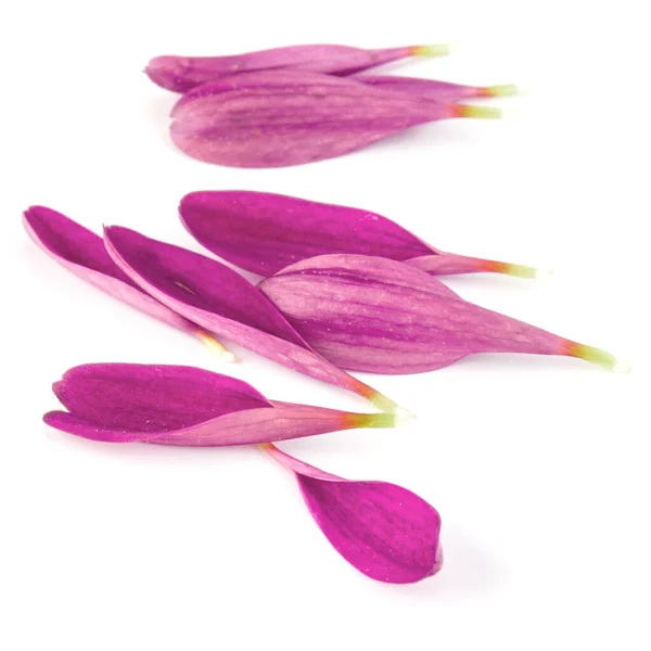 Petali di fiori di crisantemo lilla isolati su sfondo bianco — Foto Stock