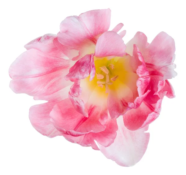 Spring pink tulip flower head isolated on white background close — Stock Photo, Image