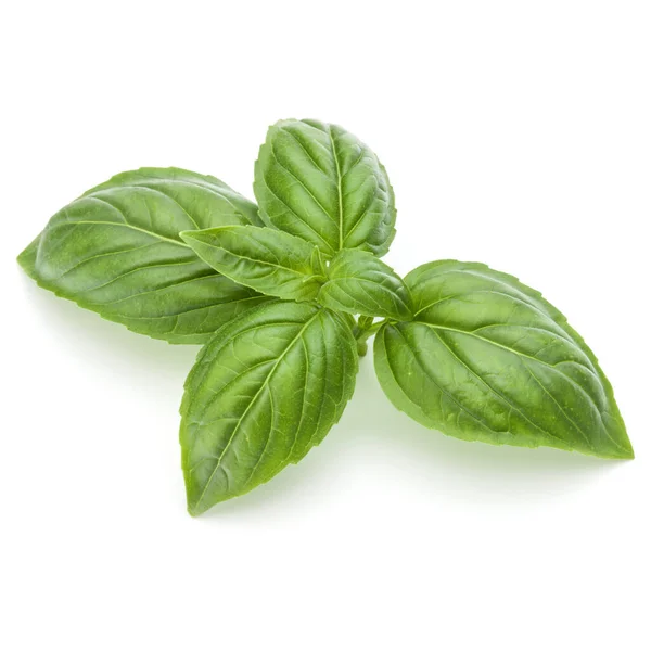 Close up studio shot of fresh green basil herb leaves isolated o — Stock Photo, Image