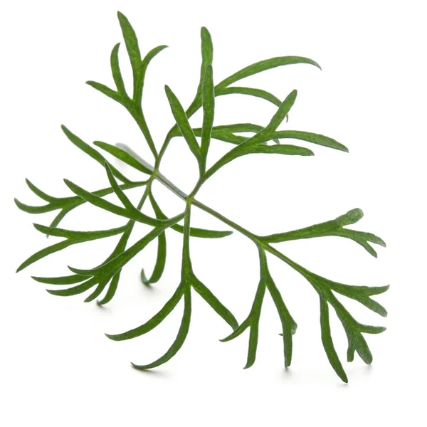 Close up colpo di ramo di foglie di aneto fresco verde erba isolato — Foto Stock