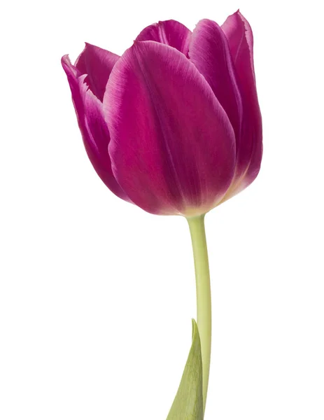 Лиловый тюльпан голова цветок изолированы на белом фоне — стоковое фото