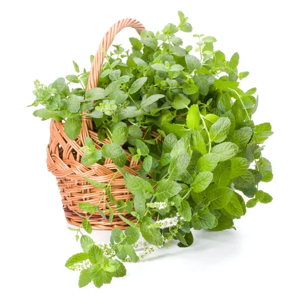 Wicker basket with fresh mint isolated over white background. — Stock Photo, Image