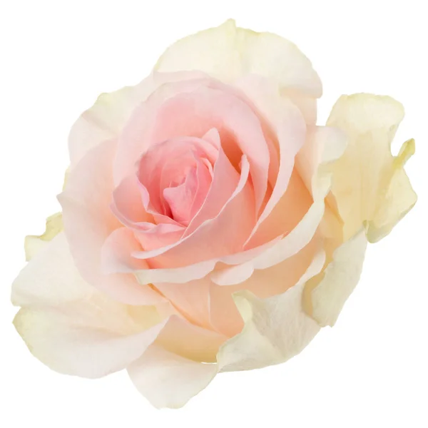Różowa Róża wyizolowana na białym tle zbliżenie. Róża Kwiat głowa — Zdjęcie stockowe