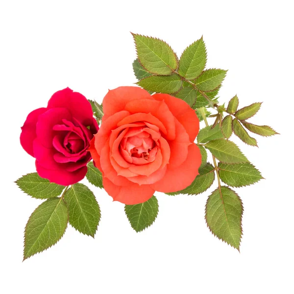 Ramo de flores de color rosa con hojas verdes aisladas en blanco — Foto de Stock