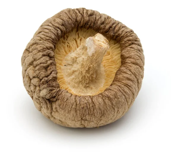 Cogumelo shiitake seco isolado no fundo branco — Fotografia de Stock