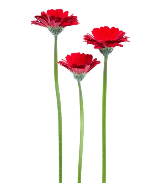 Tre fiori di gerbera rosso verticale con fusto lungo isolato su wh — Foto Stock