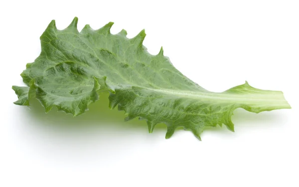 Close-up van studio shot van verse groene andijvie salade blad geïsoleerde o — Stockfoto