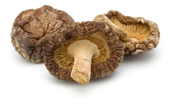 Сушеный гриб шиитаке изолирован на белом фоне — стоковое фото