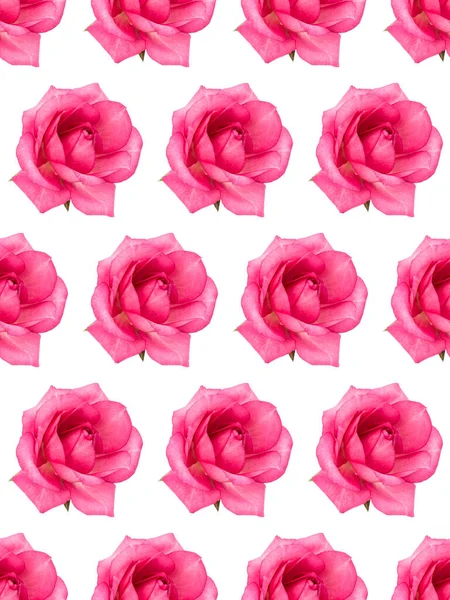 One pink rose flower isolated on white background cutout. Floral — ストック写真