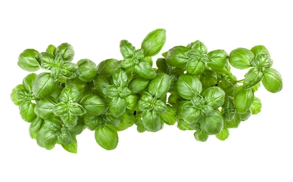 Bouquet frais de basilic génois sucré isolé sur fond blanc — Photo