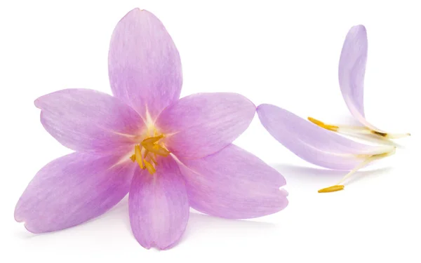 Lila crocus blommor isolerad på vit bakgrund — Stockfoto