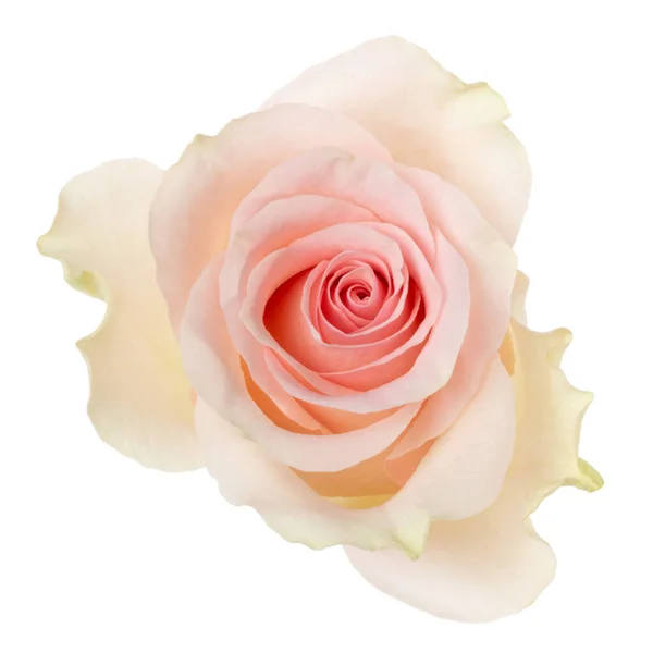 Pink rose head isolated on pastel pink background. Flat lay. Copy