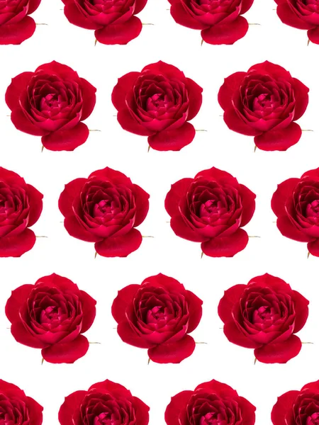 One red rose flower head isolated on white background cutout. Fl — Stock Photo, Image