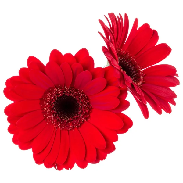 흰색 배경에 고립 된 두 개의 빨간 튤립 꽃의 꽃다발 — 스톡 사진