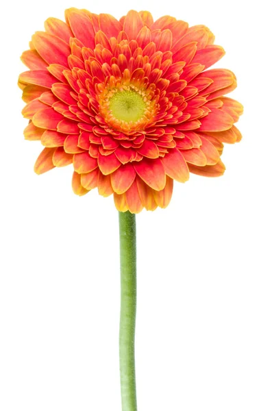 Vertical orange gerbera flower with long stem isolated over whit — Stock Photo, Image