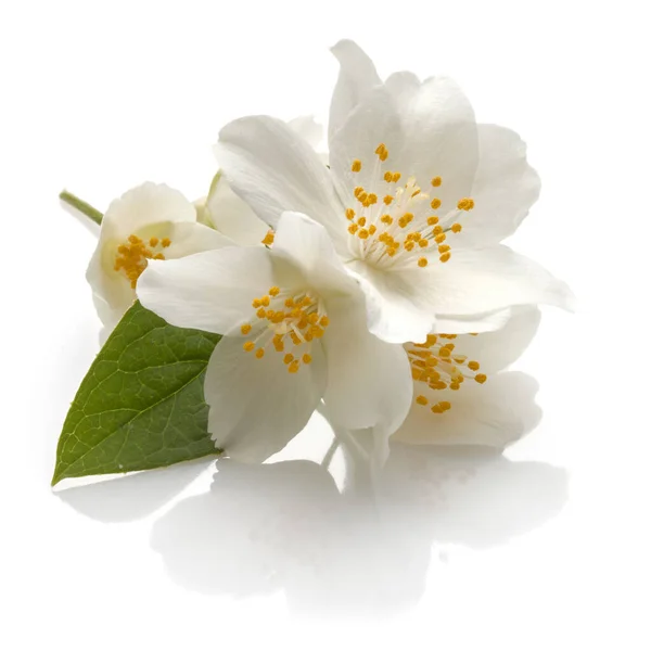 Jasmijn bloemen geïsoleerd op een witte achtergrond knipsel — Stockfoto