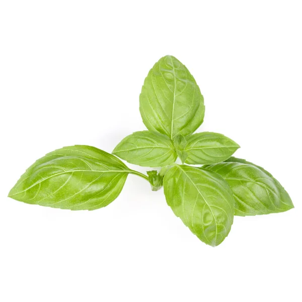 Sweet basil herb leaves isolated on white background. Genovese b — Stock Photo, Image