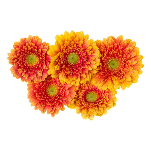 Μπουκέτο με πορτοκαλί κεφαλές λουλουδιών ζέρμπερα που απομονώνονται σε λευκό φόντο — Φωτογραφία Αρχείου