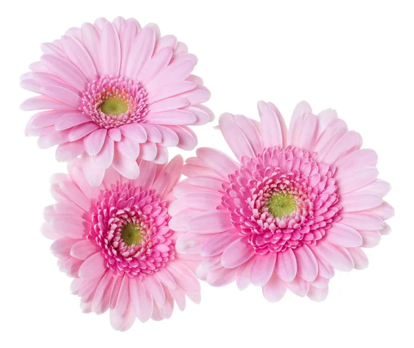Τρία ροζ κεφάλια λουλουδιών γερερέρα απομονωθεί σε λευκό φόντο c — Φωτογραφία Αρχείου