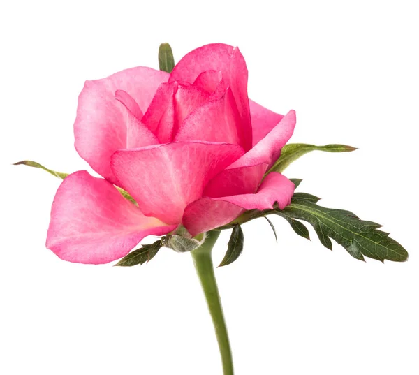 En rosa ros blomma isolerad på vit bakgrund cutout — Stockfoto