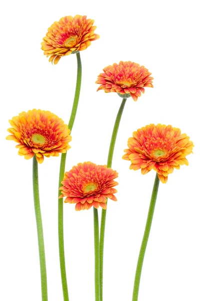 Verticale oranje Gerbera bloemen met lange steel geïsoleerd op wit — Stockfoto