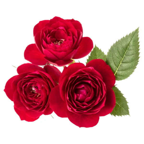Ramo de flores de rosa roja con hojas verdes aisladas en la espalda blanca — Foto de Stock
