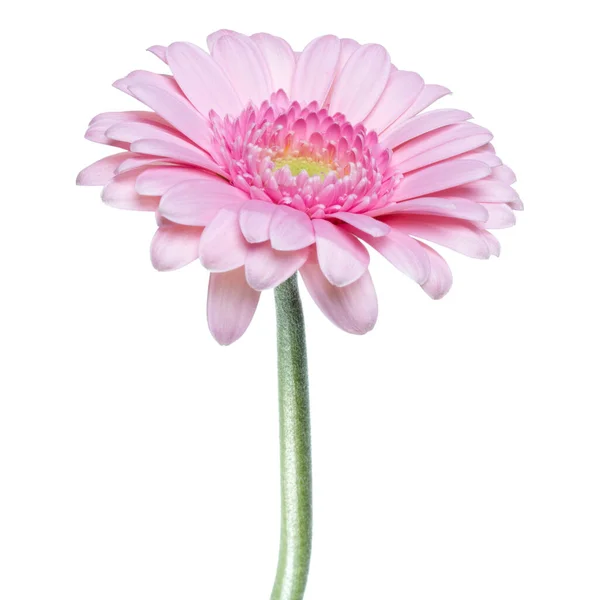 白い上に隔離された長い茎を持つ垂直ピンクのガーベラの花 — ストック写真