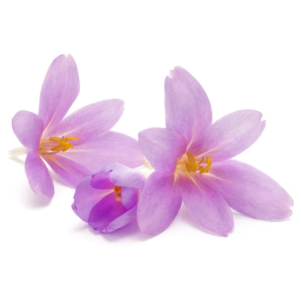 Lila crocus blommor isolerad på vit bakgrund — Stockfoto