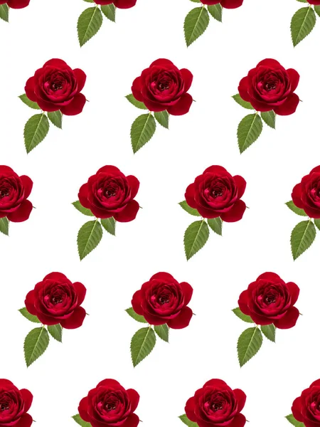 One red rose flower with leaves isolated on white background cut — Stock fotografie