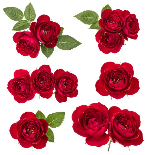 Collection of red roses isolated on white background. Set of dif — Stock Photo, Image