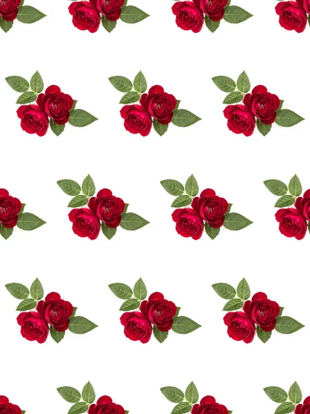 Two red rose flowers  isolated with leaves on white background c — Stock Photo, Image