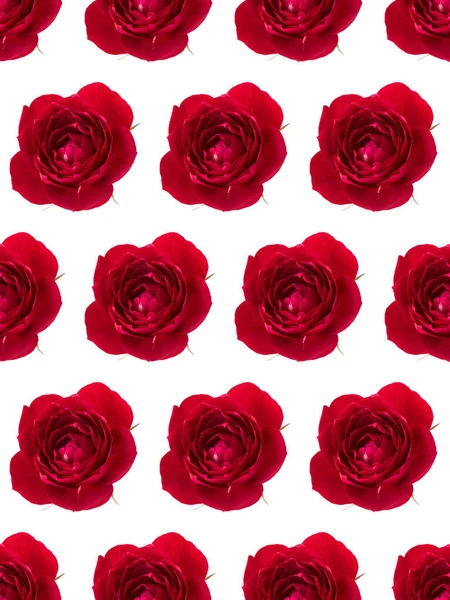 One red rose flower head isolated on white background cutout. Fl — Stock Photo, Image